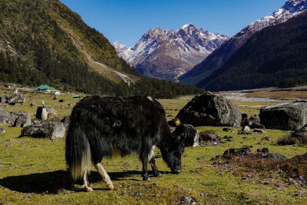 Our best Sikkim tour packages
