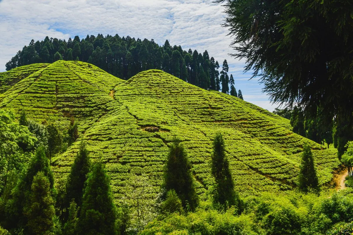 4 Nights 5 Days Darjeeling Tour – rows of tea bushes on a steep Darjeeling hillside