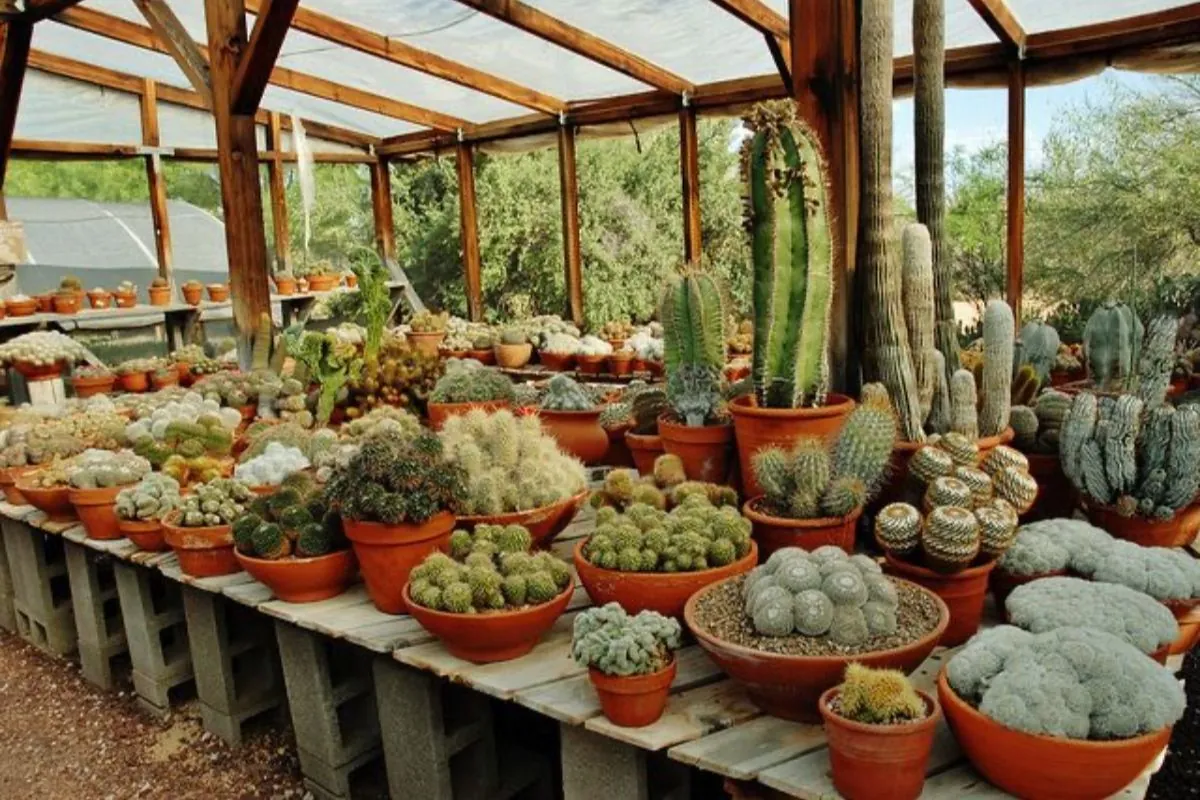 Places to visit in Kalimpong – terracotta pots of cacti and succulents on staging inside a hill nursery